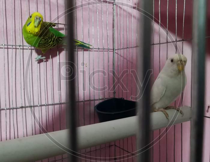 birds,cage