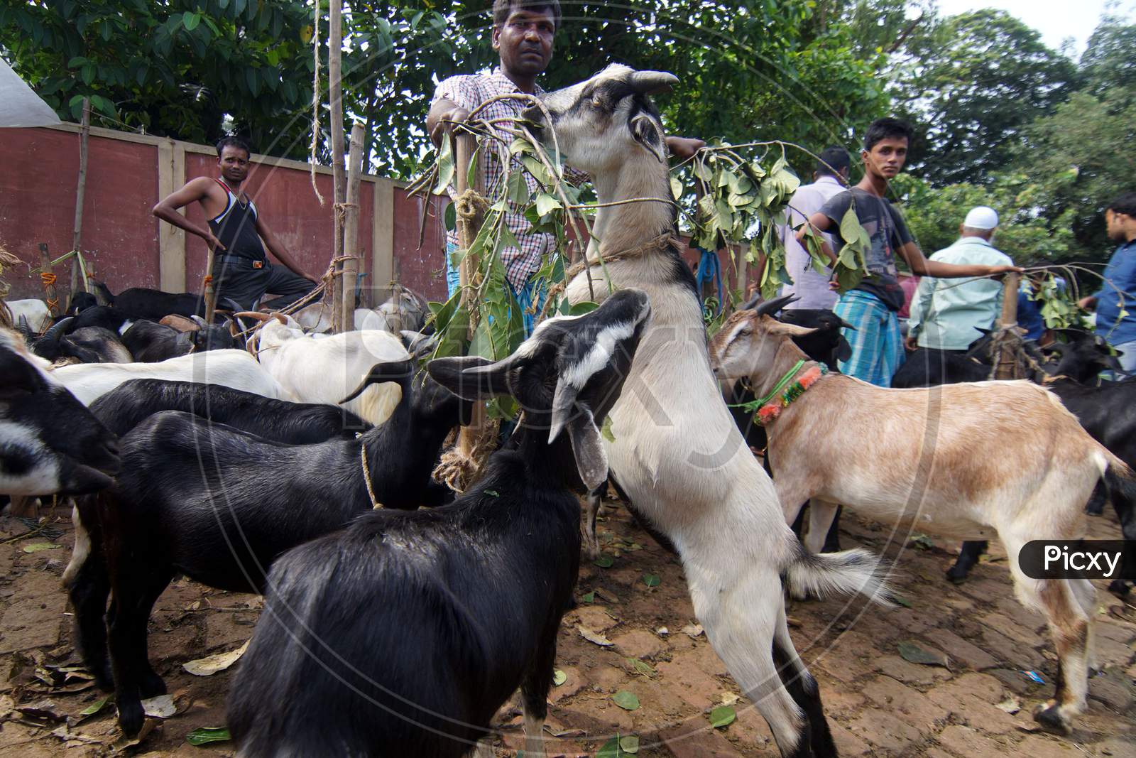 A Trader Feed His Goat As He Waits For Customers At A Livestock Market Ahead Of The Eid Al-Adha Festival In Guwahati On , 09 Sep 2016