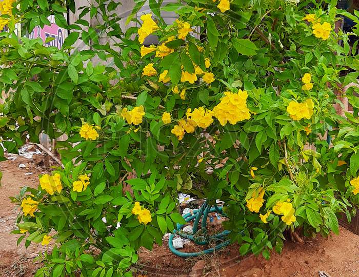 Beautiful yellow flower plant