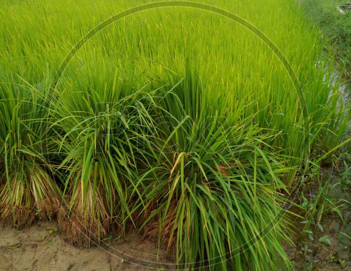 Agriculture Paddy field
