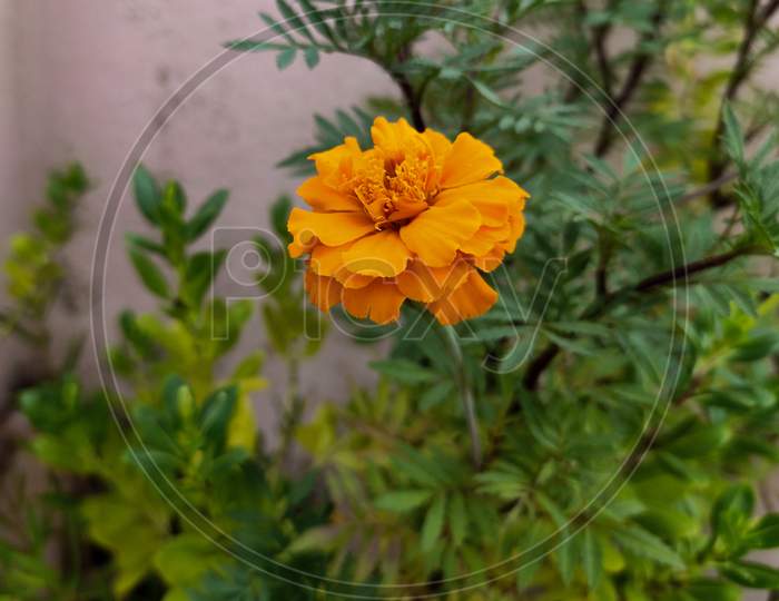 Beautiful orange flowers with green background