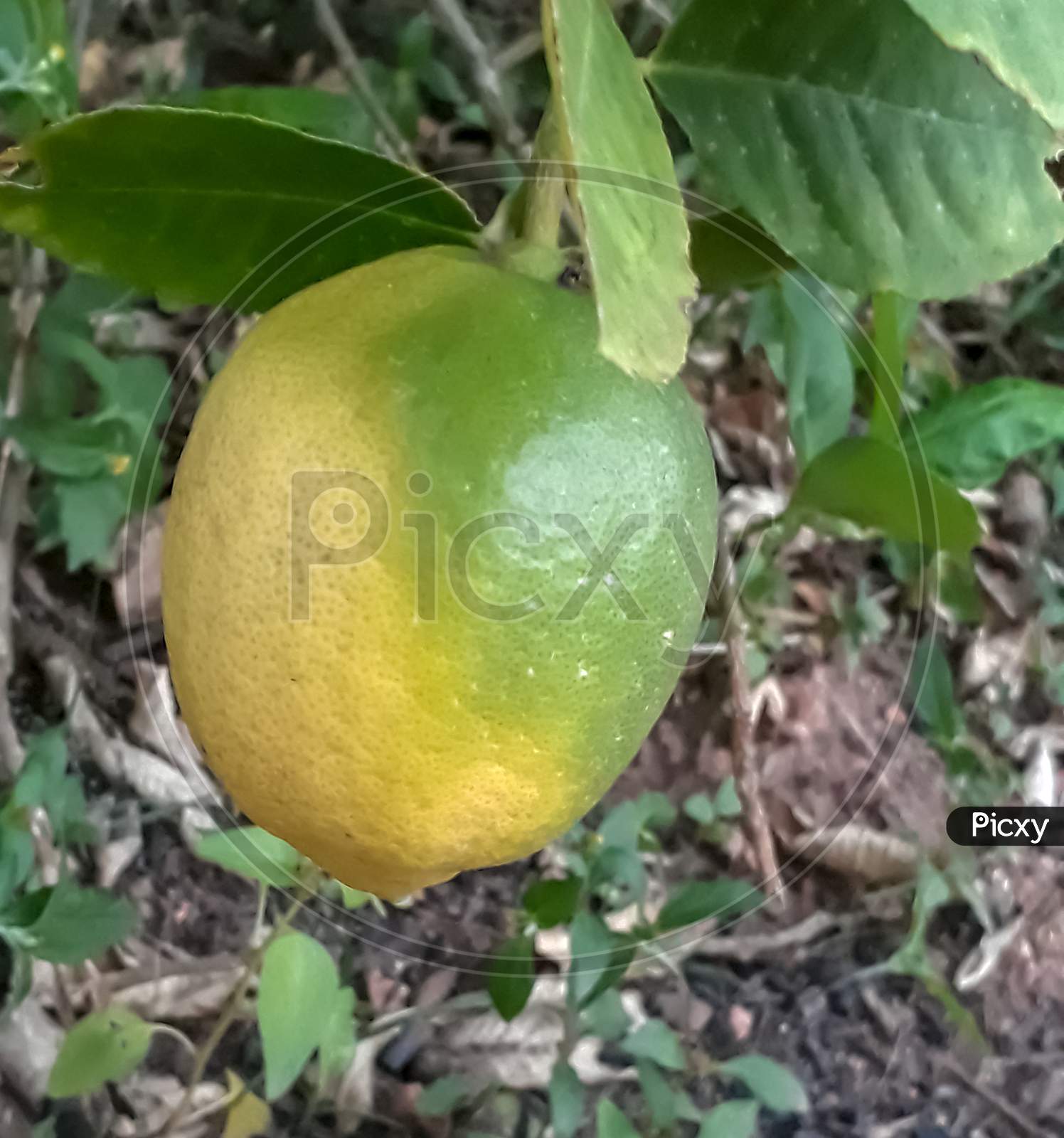 Closeup of a half ripen lemon
