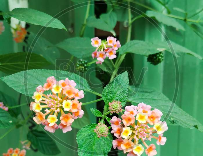 Pink and Yellow Color South Indian Lantana camara Flower small perennial shrub in a Nature Background