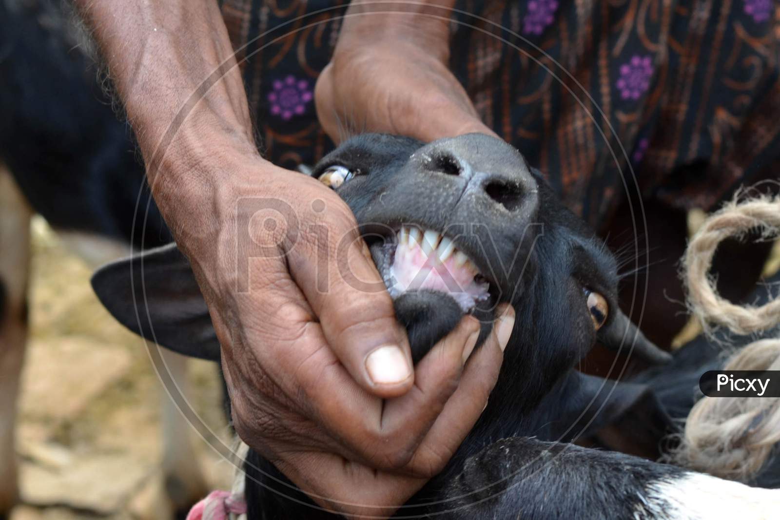 A Man Shows The Teeth Of A Goat To His Customer At A Livestock Market Ahead Of The Eid Al-Adha Festival In Guwahati On , 09 Sep 2016