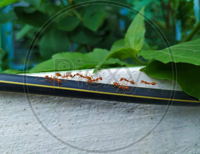Closeup of Orange Weaver Ants working together above the black wire isolated on white background