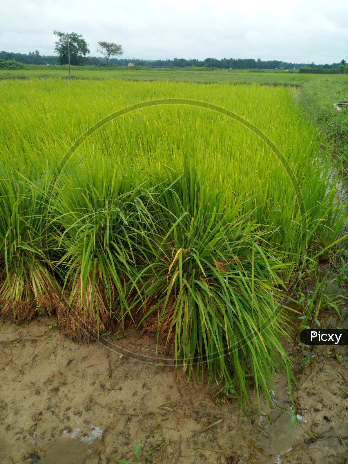 Agriculture Paddy field