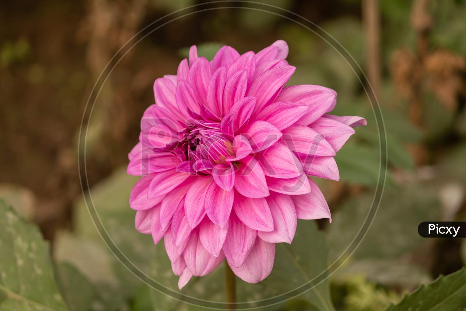 View Of Colorful Pink Daisy Flower In The Garden On A Stem In Cloudy Day Facing Left In Landscape Orientation