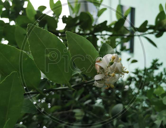 Beautiful White and Yellow Color Flower of a Lemon Fruit in a Plant