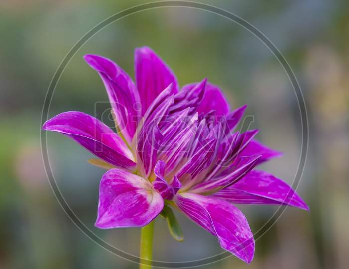 Close View Of Magenta Color Daisy Flower In The Park Left Facing Over Garden Blur Background In Vertical Frame