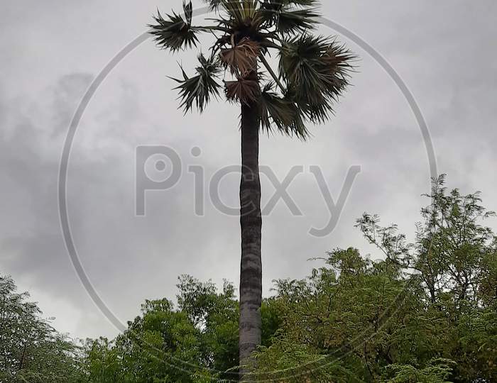 Beautiful palm tree