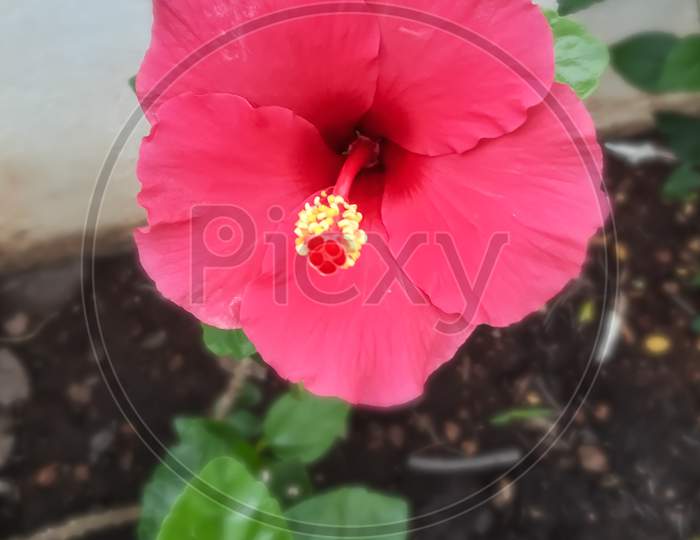 Closeup of a pink hibiscus in the garden