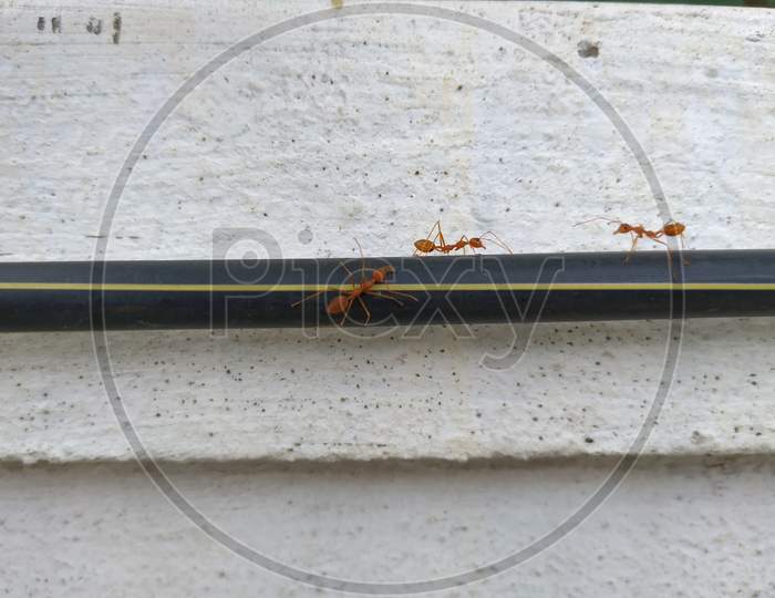 Closeup Of Orange Weaver Ants Working Together Above The Black Wire Isolated On White Background