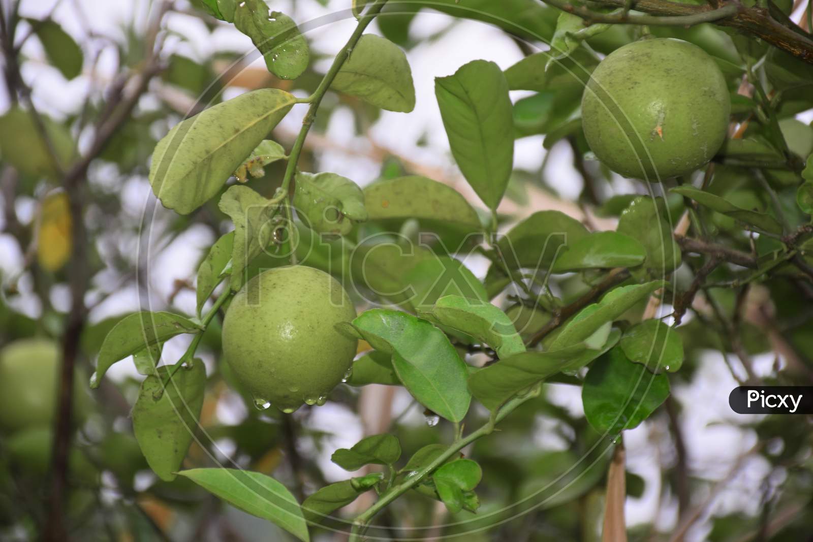 Green And Fresh Big Lemon On Tree With Man'S Hand, Blur Background