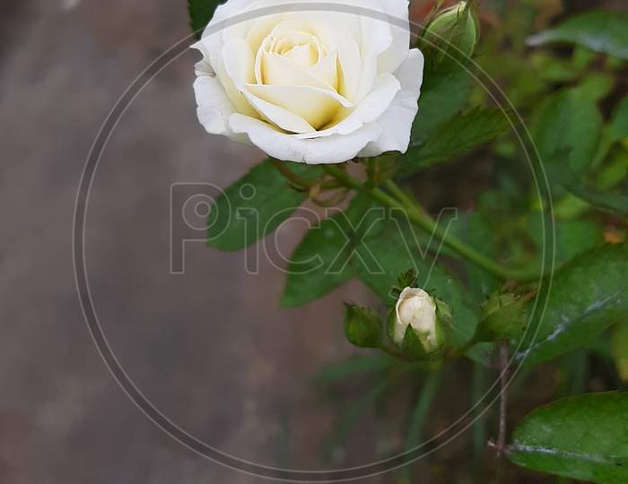 Indian white rose