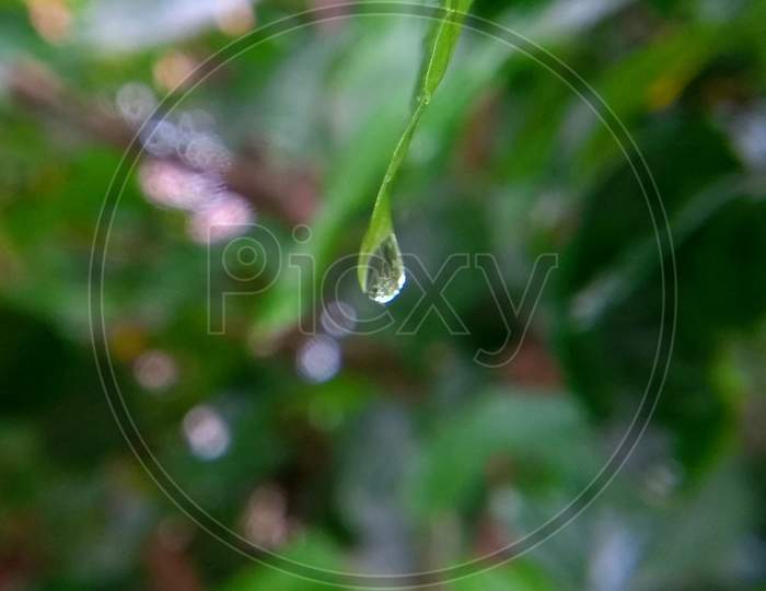 Waterdrop on plant in rainy season.