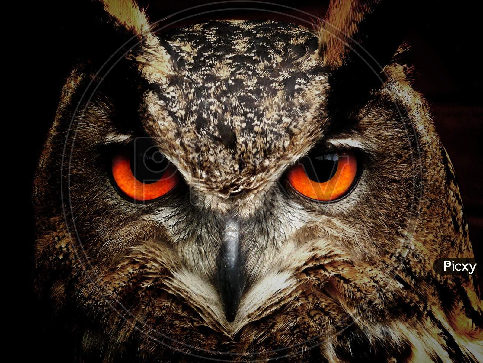 Rare owl