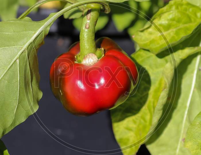 Single Red Bell Pepper (Capsicum) On A Green Pepper Plant