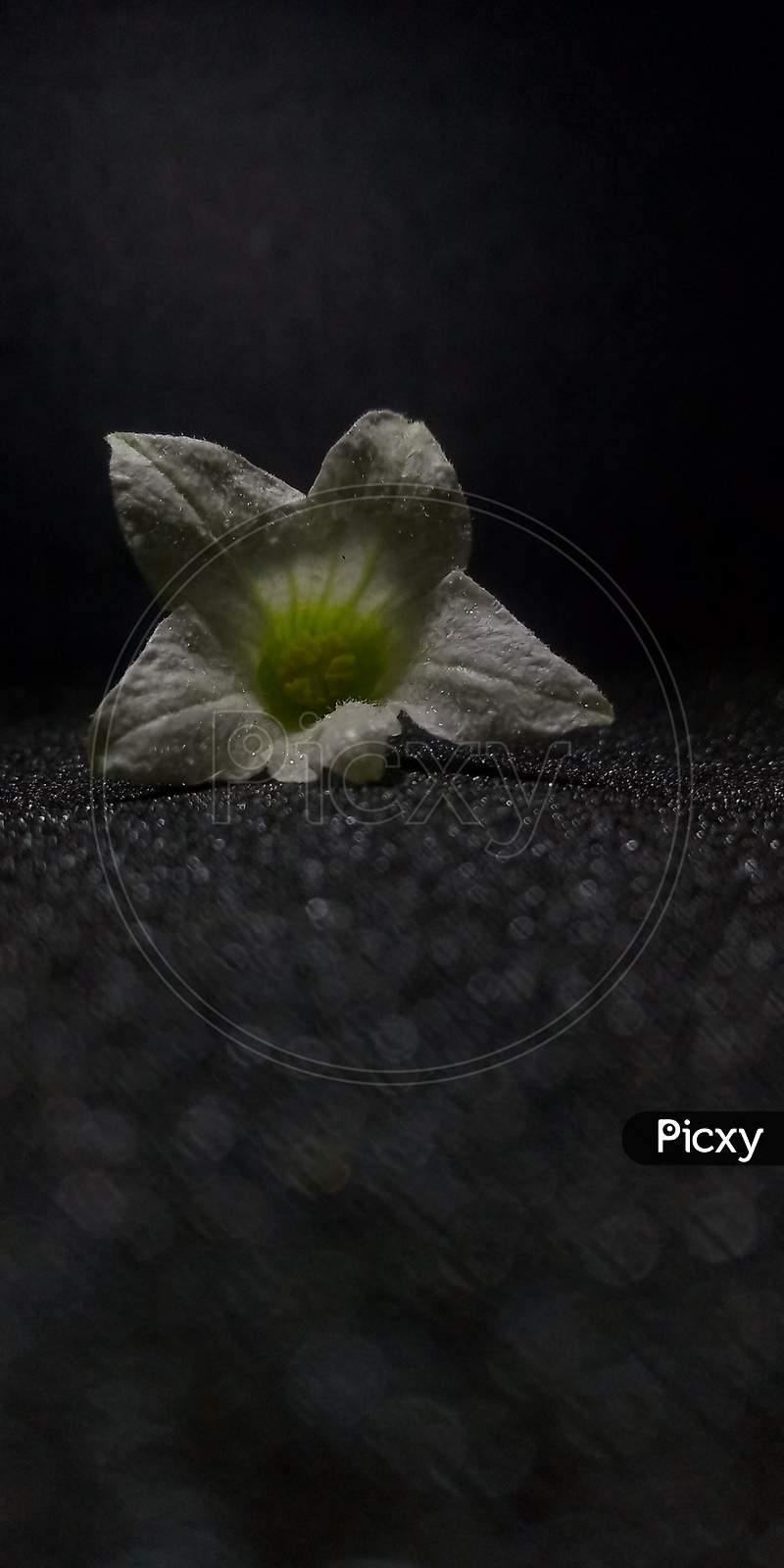 Ivy gourd flower