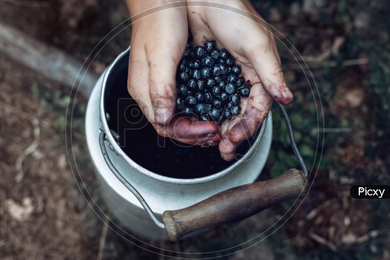 Blueberries kept in hands