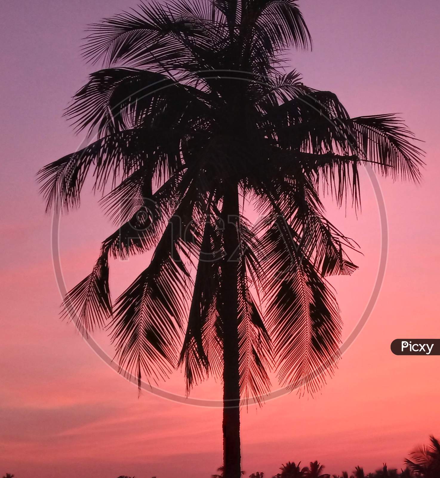 Silhouette of a coconut tree