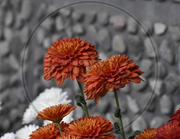 Beautiful Picture Of Orange Flowers In Uttarakhand