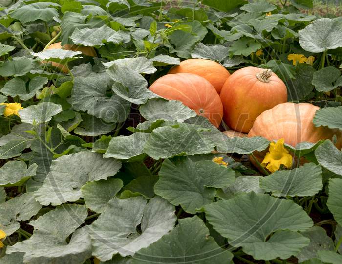 fresh pumpkin hallowbeen in the field