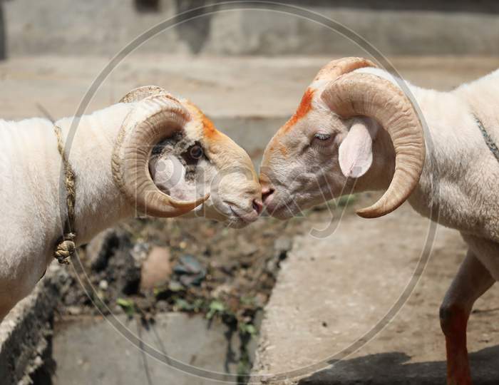Sheep are seen at a livestock market ahead of the Eid al-Adha festival in Jammu on July 31, 2020