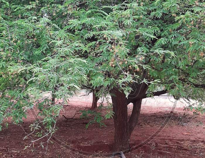 Indian Tamarind tree