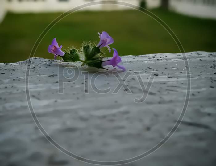 Fresh beautiful violet flower