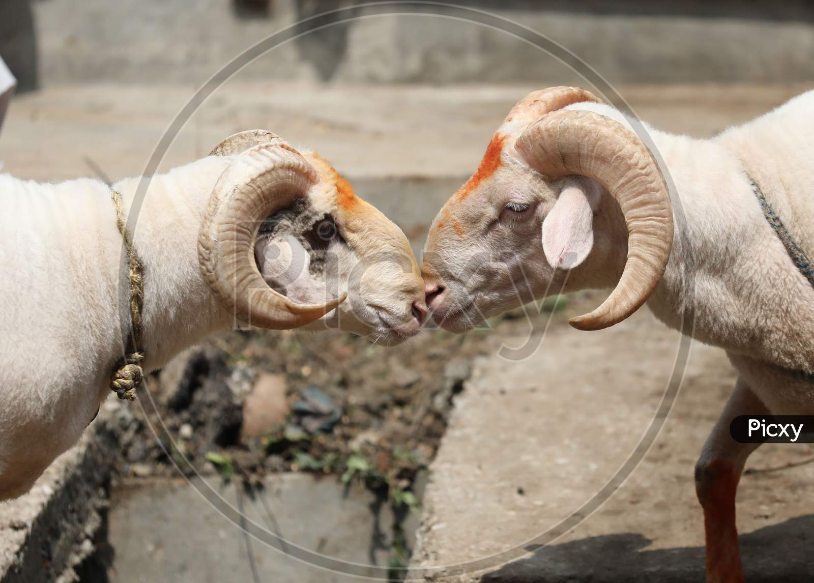 Sheep are seen at a livestock market ahead of the Eid al-Adha festival in Jammu on July 31, 2020