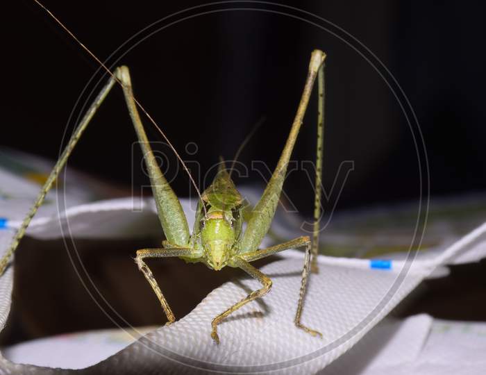 Close-Up Focus Stacked Image Of A Young Carolina Praying Mantis On White Bag.