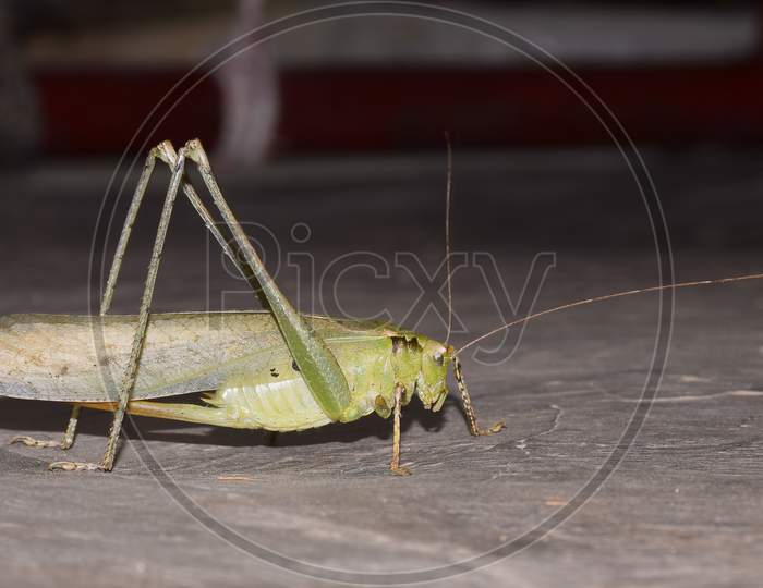 Close-Up Focus Stacked Image Of A Young Carolina Praying Mantis On The Floor.