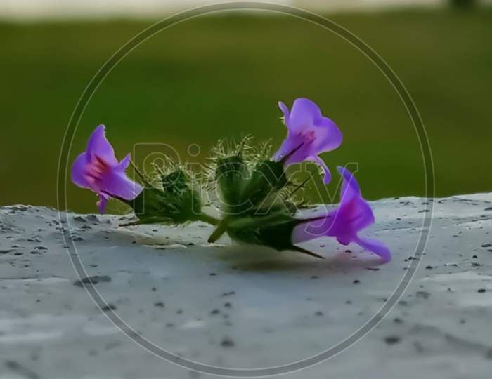 Violet colour grass flower