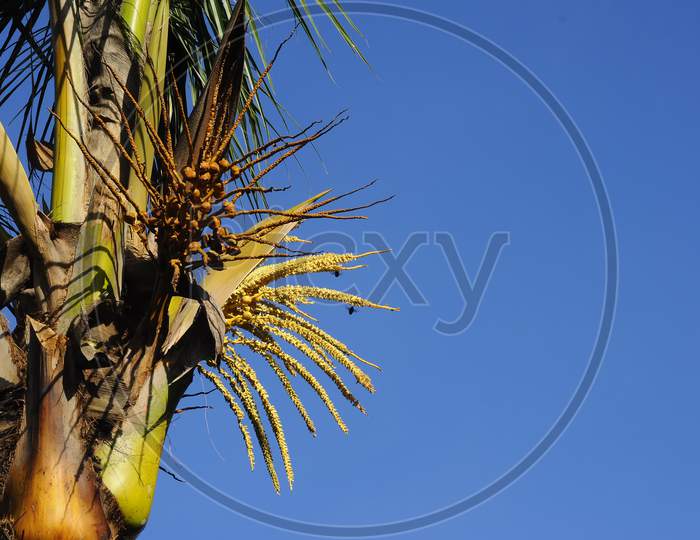 The picture of a coconut tree.