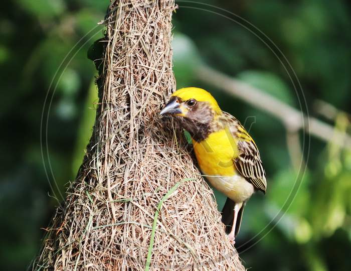 Bird on Nest