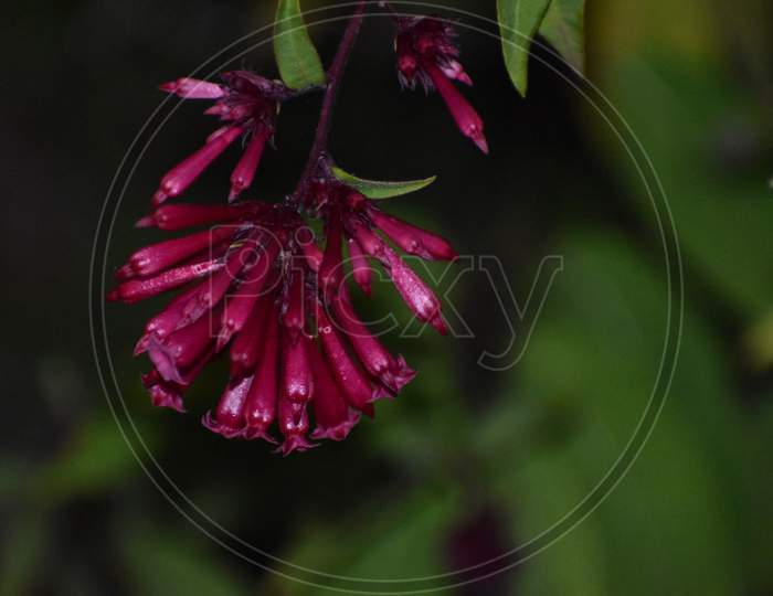Closeup Picture Of Red Colour Flower In Uttarakhand