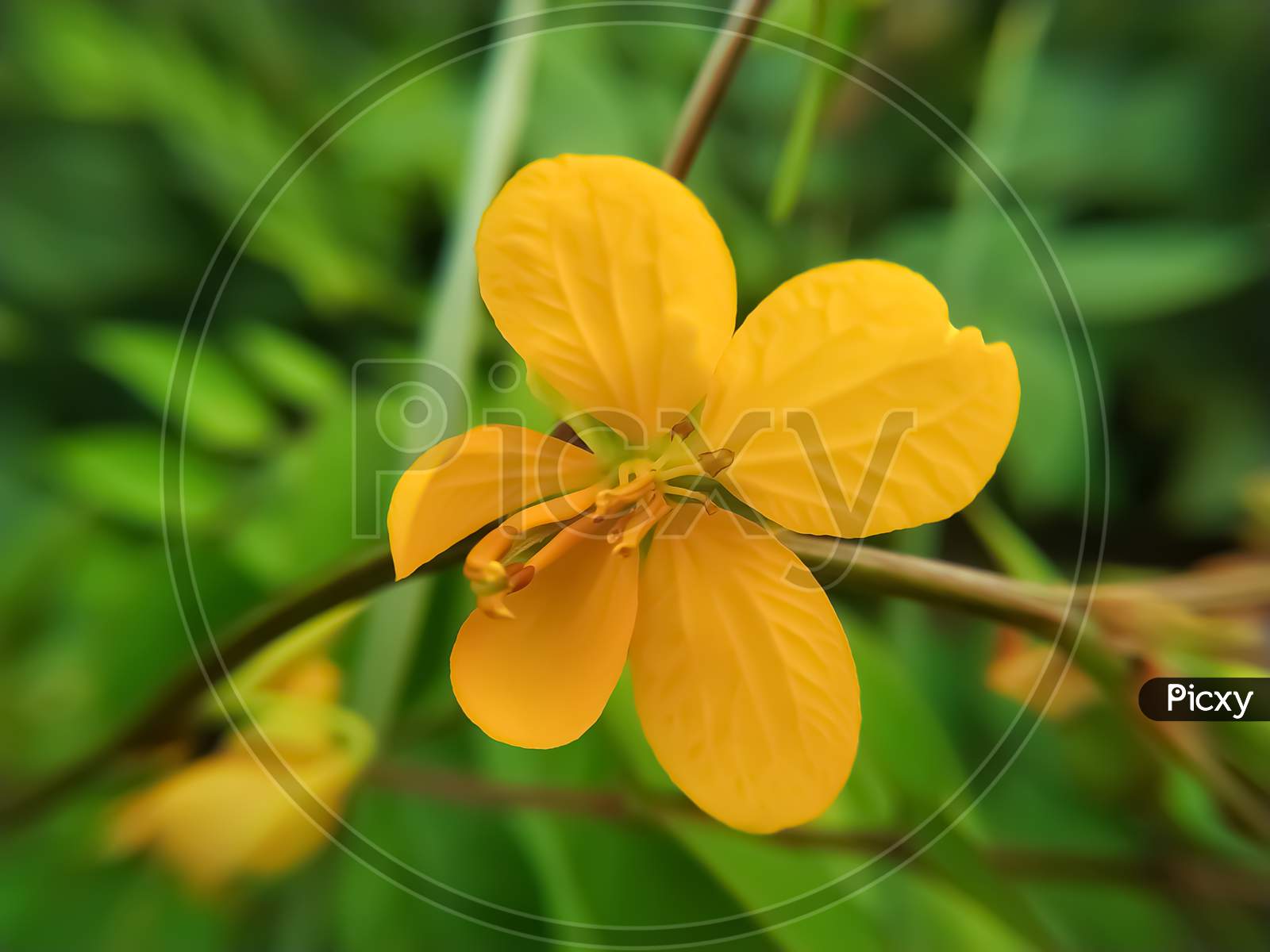 Flower Of The Senna Blossom On The Green Background