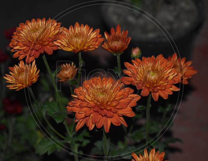 Beautiful Closeup Picture Of Orange Flowers
