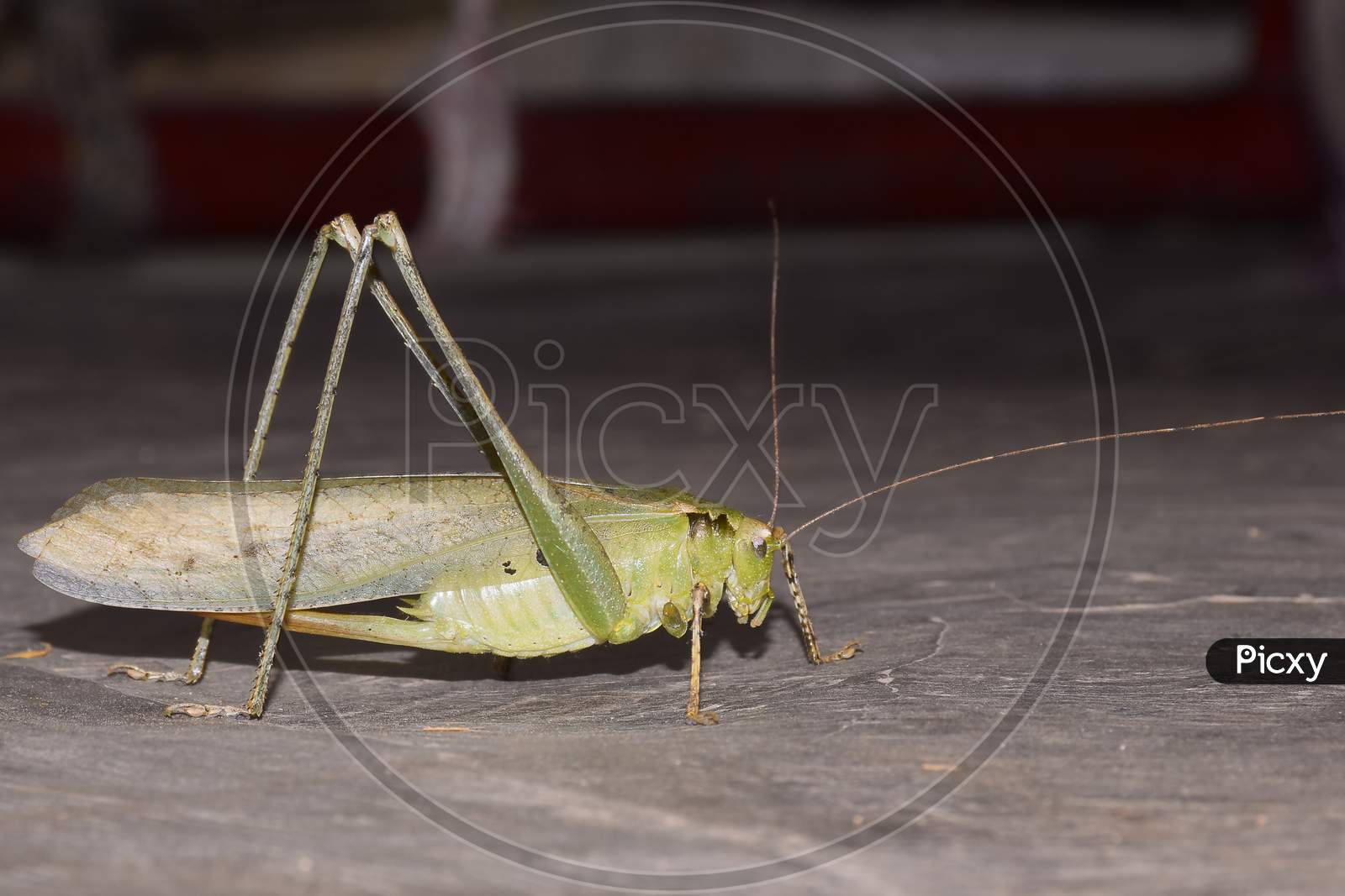 Close-Up Focus Stacked Image Of A Young Carolina Praying Mantis On The Floor.