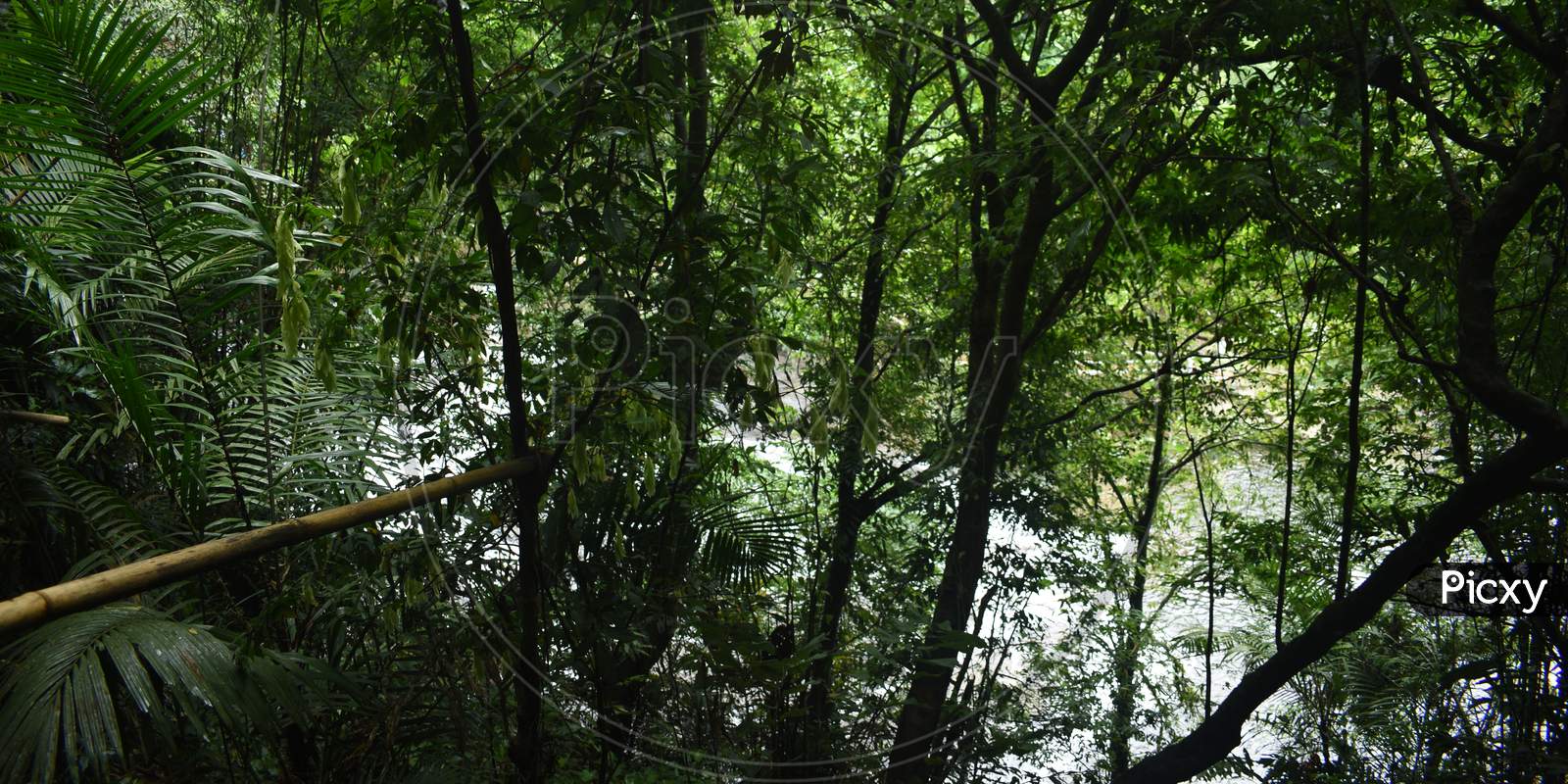 Few Amount of Sunshine Are Coming Through The Very Dense Green Forest Near Living Root Bridge In Meghalaya In India
