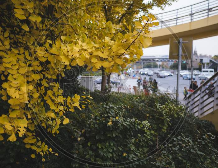 Tokyo - January 20 2020: Special Trees Bloom At Autum In Showa Kinen Park. It Looks Bright Yellow With A Distinctive Fragrance.