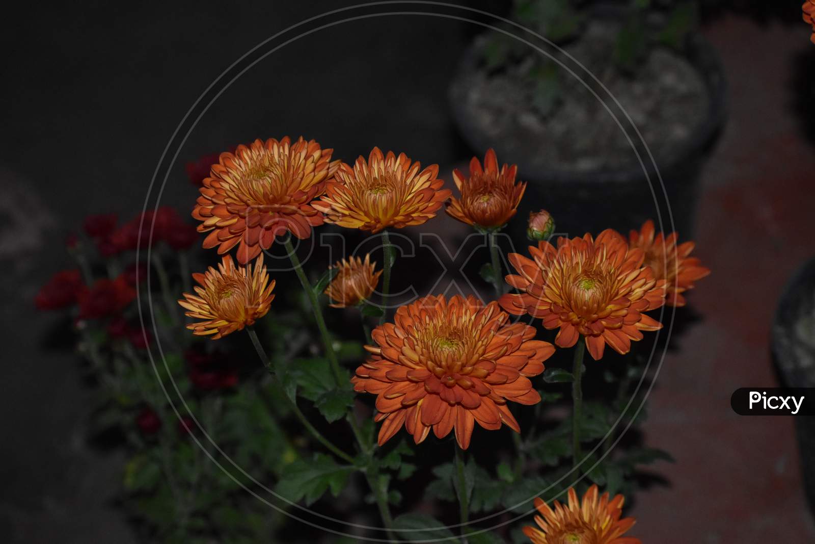 Beautiful Picture Of Orange Flowers
