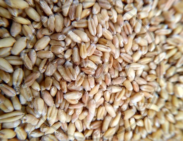 Wheat - an indian crop...