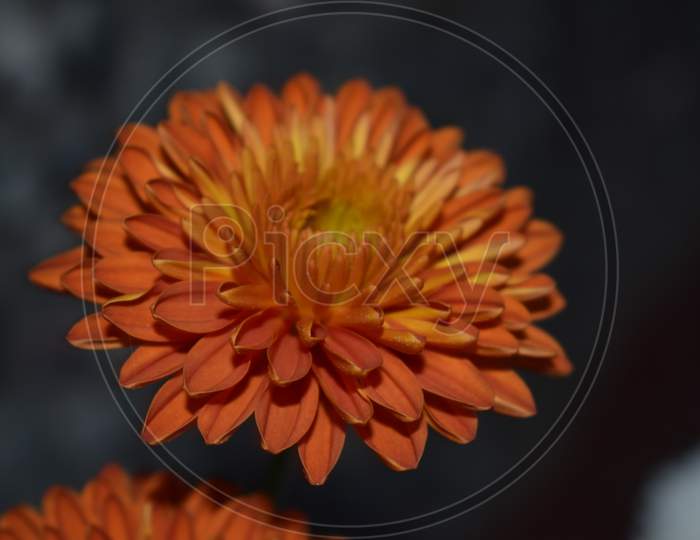 Beautiful Picture Of Brown Flower