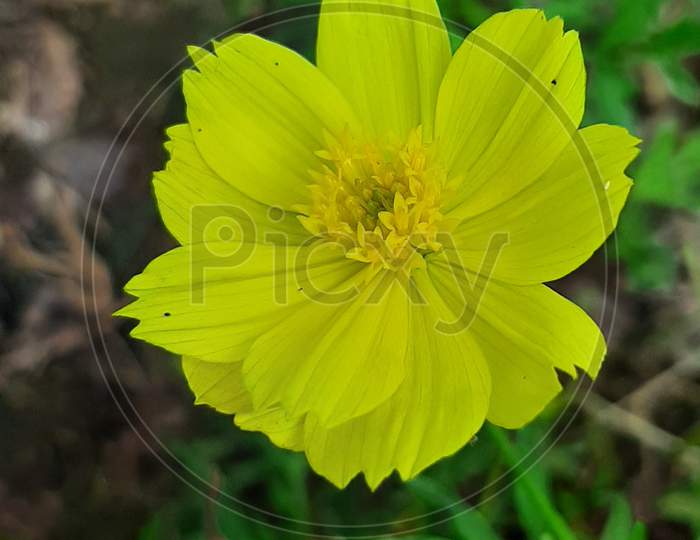 Yellow flower in the gardon