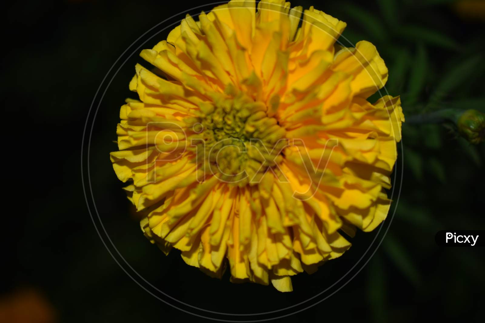 Beautiful Picture Of Yellow Marigold Flower