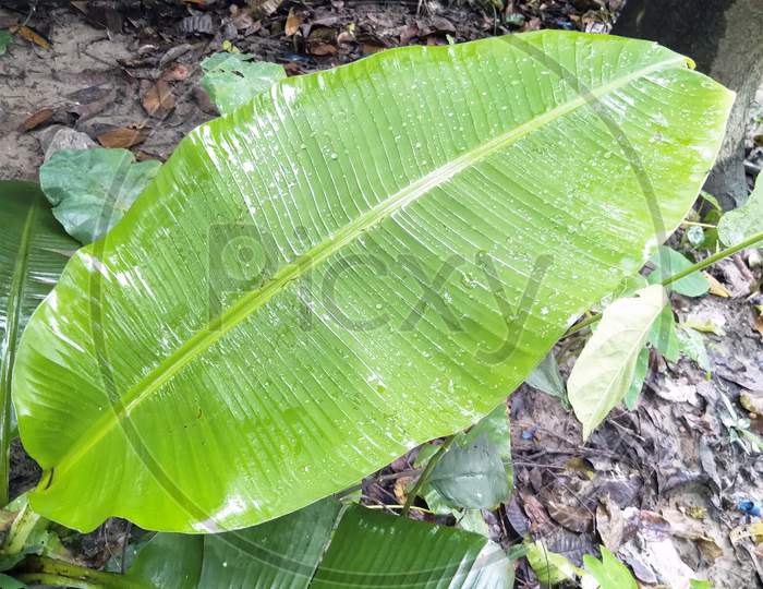 banana green leaf