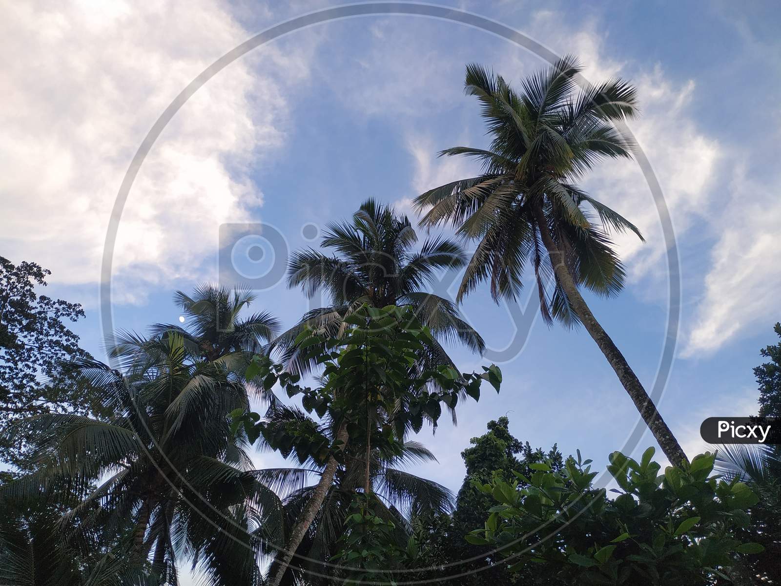 Coconut tree on village site background