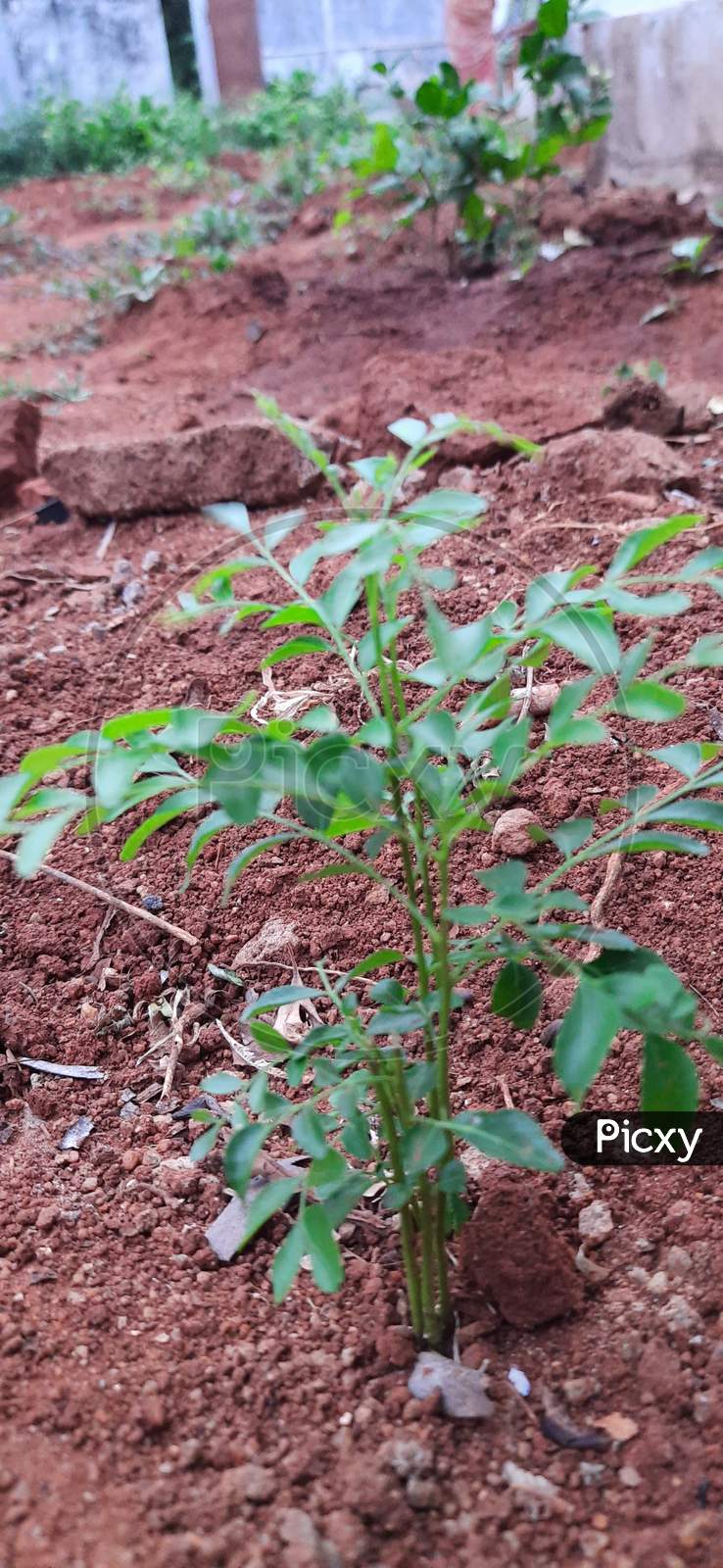 Small curry leaves plant