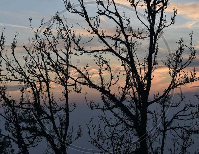 Beautiful Picture Of Sunset And Tree Nainital